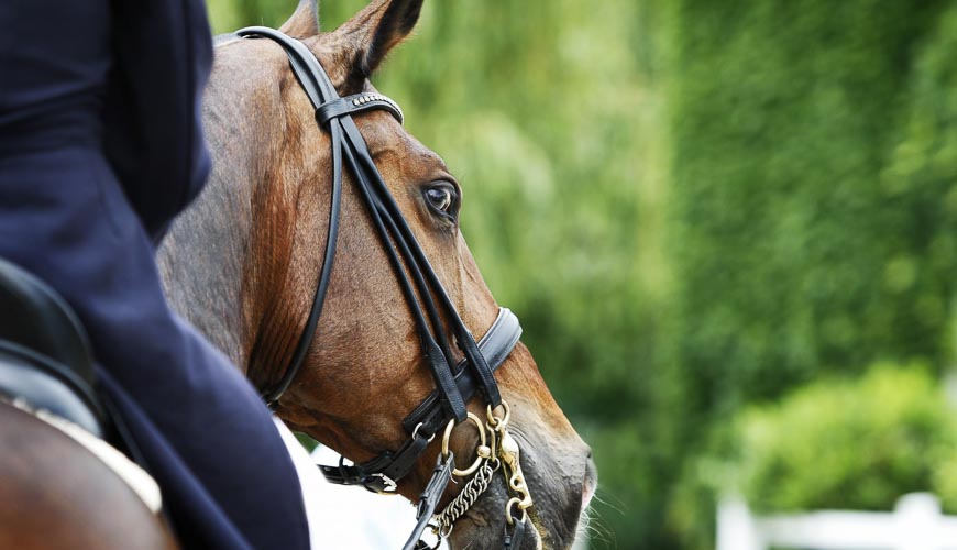 image of a horse with a rider on its back