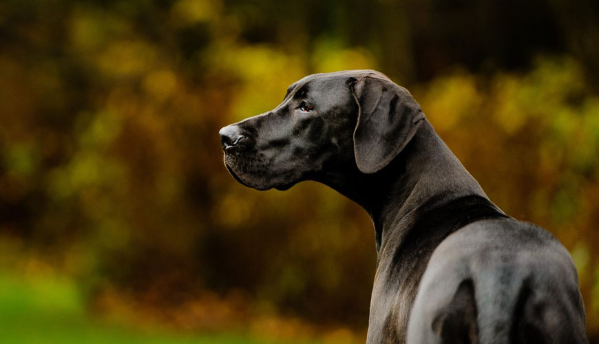 Petcover New Zealand pet insurance big dog breeds blog