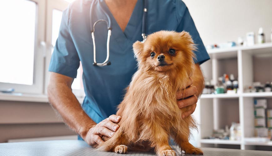 Petcover Spaying And Neutering Everything You Need To Know Blog