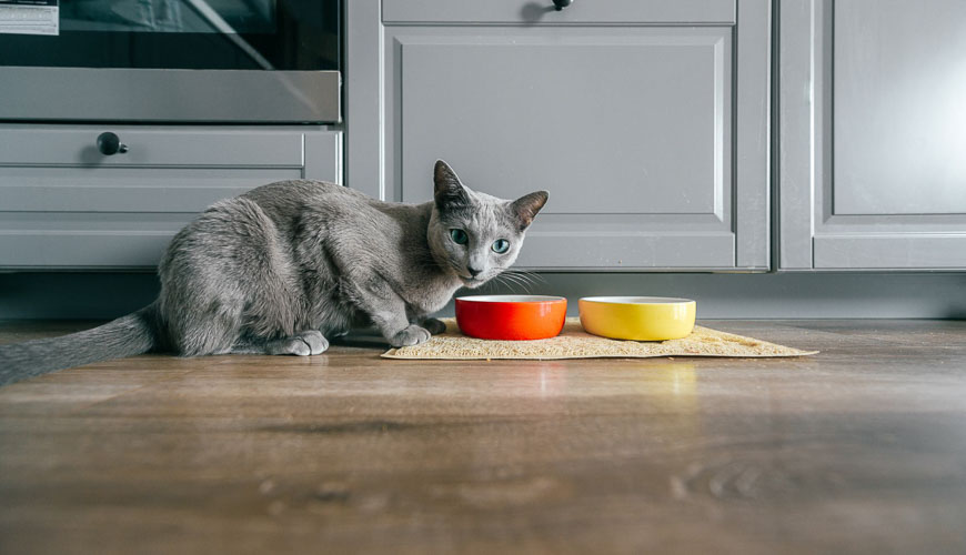 Petcover why is my cat pawing beneath the food bowl blog