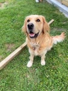 golden retriever sittin on some grass, facing the camera