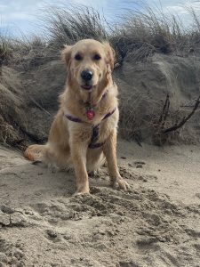 golden retriever on a beach facing the camera