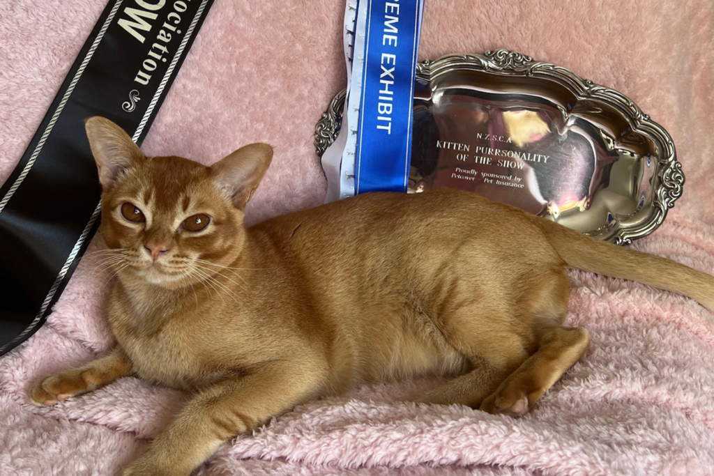 New Zealand Siamese Cat Association Annual Show 2023 Petcover NZ