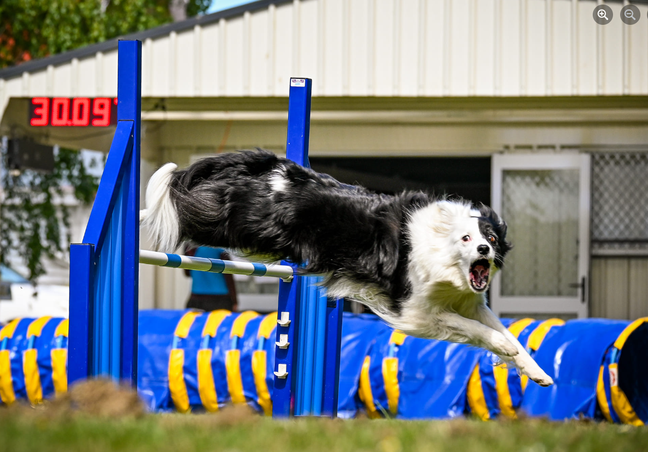 Petcover attends South Canterbury Dog Agility Event Petcover NZ