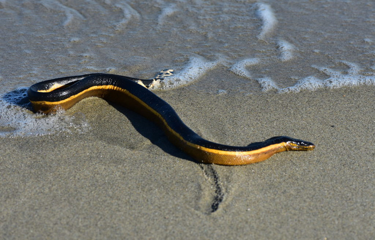 sea-snake-on-shore