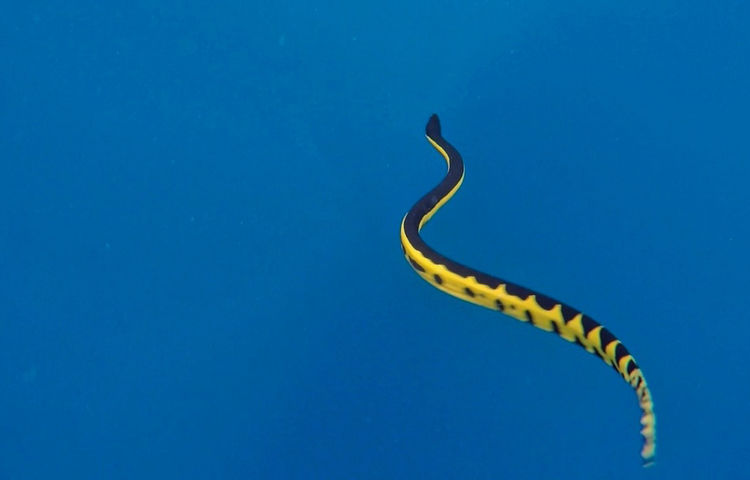 yellow-bellied-sea-snake-swimming