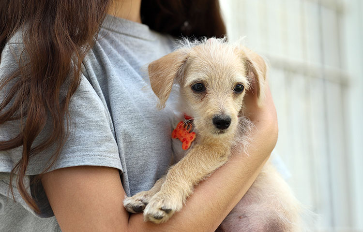 pet-adoption-girl-with-her-adopted-dog-at-animal-shelter