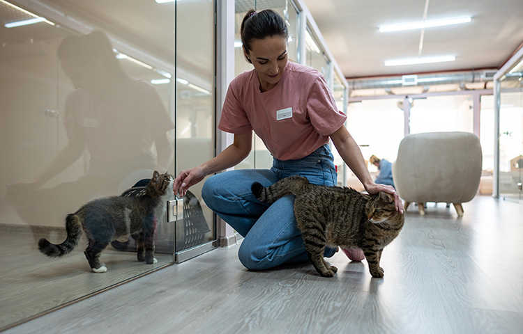 Female volunteer at an animal shelter checks on two adult cats. Pet insurance for rescue cats can give new owners peace of mind. 