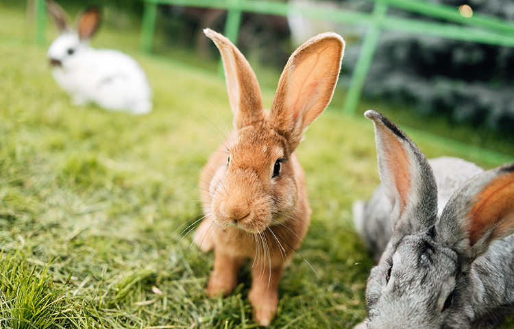 Close-up of two adult rabbits, one ginger and one grey, in an outdoor pen with other rabbits. Owners of rescue pets like rabbits can get pet insurance for peace of mind. 