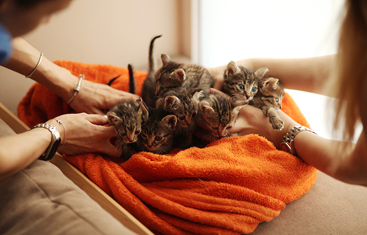 Volunteers reach into a brood of little cute kittens on orange blanket to check their health. Pet insurance for rescue cats can give new owners financial peace of mind.