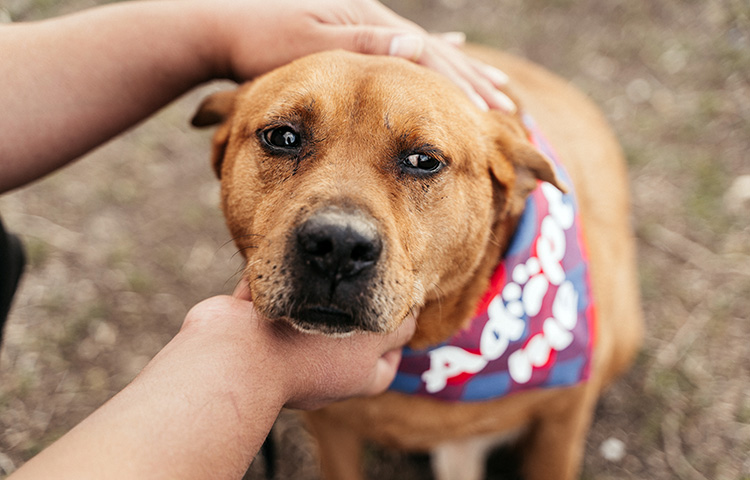 Close up of an adult rescue dog wearing an ‘Adopt me’ banner being reassured by an animal shelter volunteer. Pet insurance for rescue dogs can give new owners peace of mind.