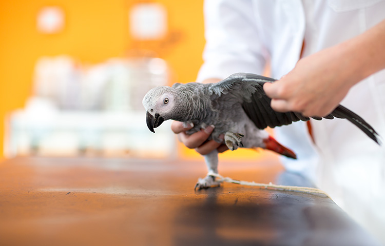 Vet examines African Grey Parrot at the vets. Pet insurance for rescue pets can help ease the financial burden of vet fees on new owners.
