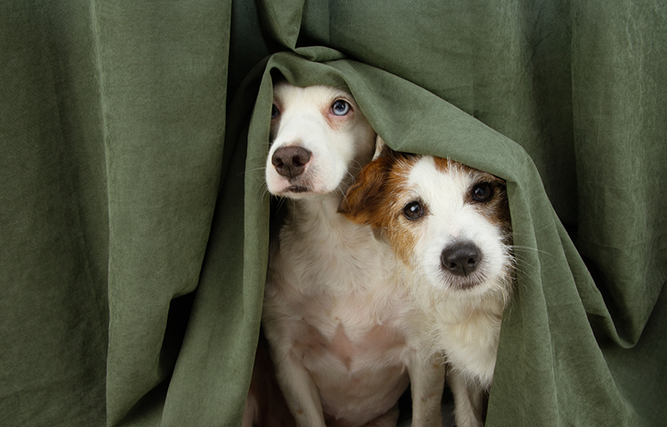 Two small dogs sitting close together under a green blanket, peeking out with curious expressions.