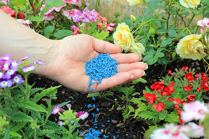 Close up of a gardener applying blue slug and snail pellets in a flower bed to protect flowers 