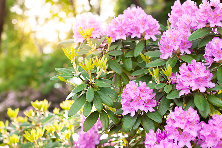 Rhododendron flower in a New Zealand garden is toxic to cats and dogs 