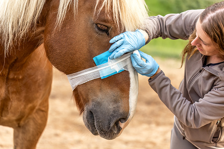 Woman applying bandage to South German draft horse muzzle during veterinary care.