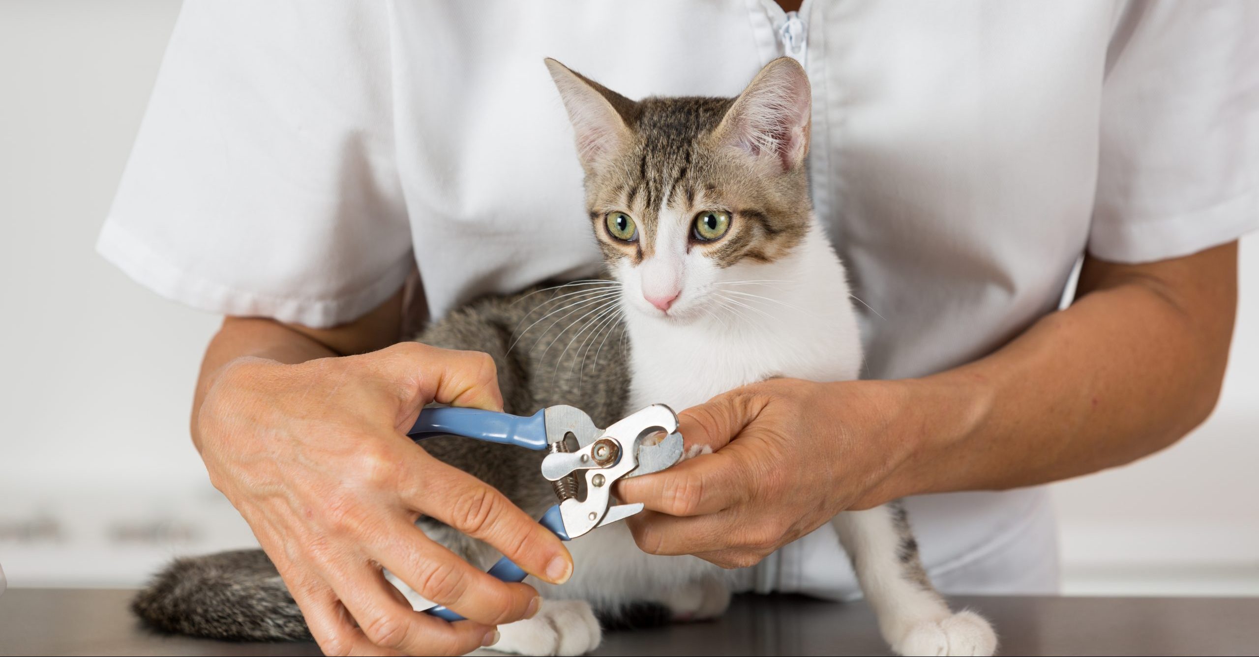 Pet nail clipping Petcovergroup UK