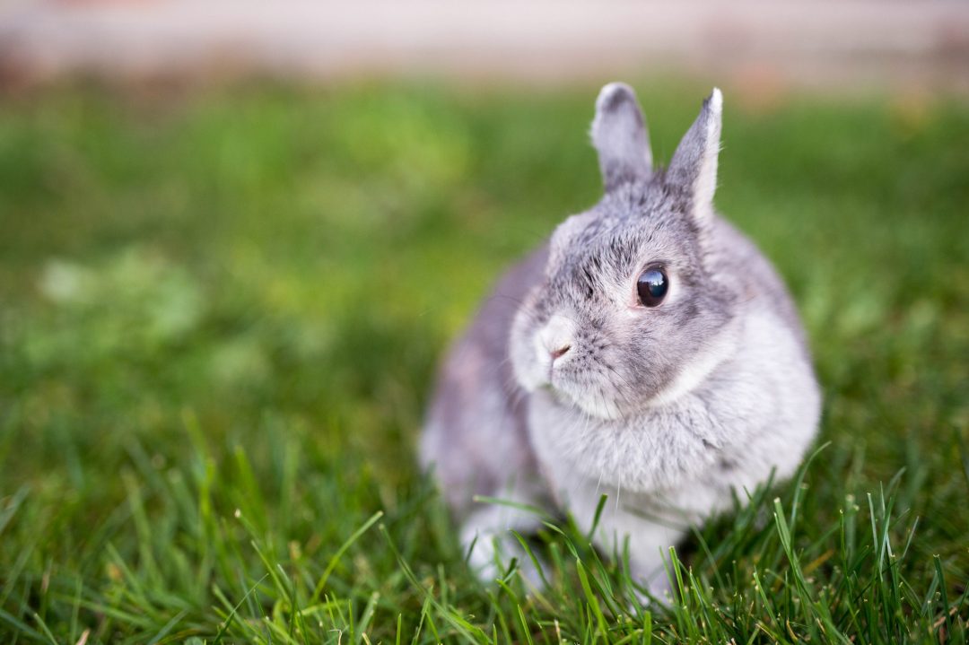How to earn your rabbit’s trust Petcovergroup UK