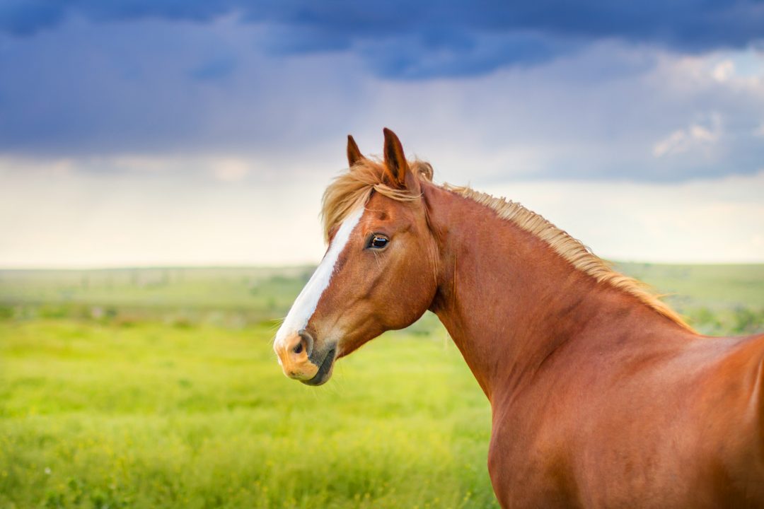 How do horses eyes work? Petcovergroup UK